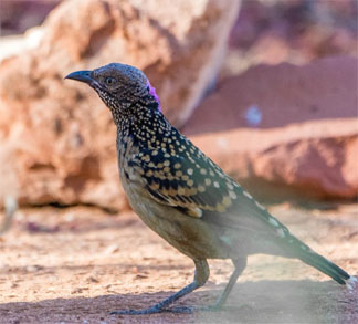 bowerbird