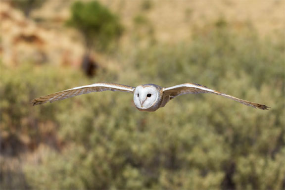 Barn Owl