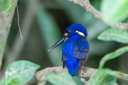 Azure Kingfisher