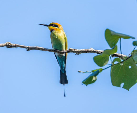 Rainbow bee-eater
