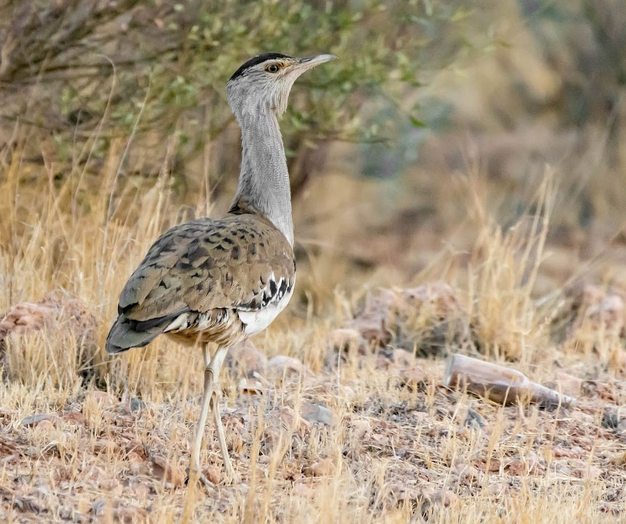 Bustard