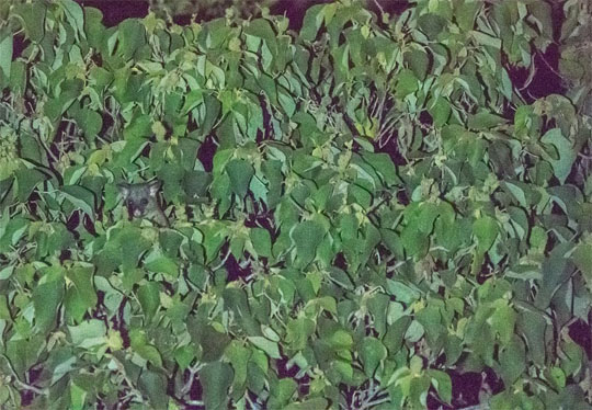 Hidden common brushtail