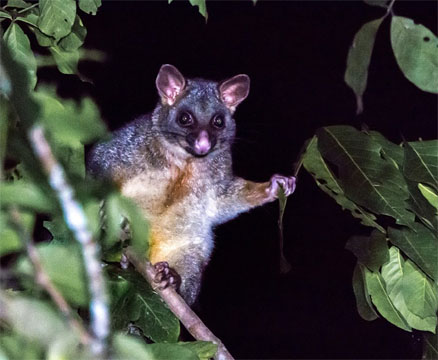 Common brushtail