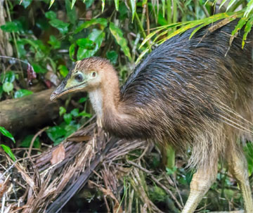 Cassowary