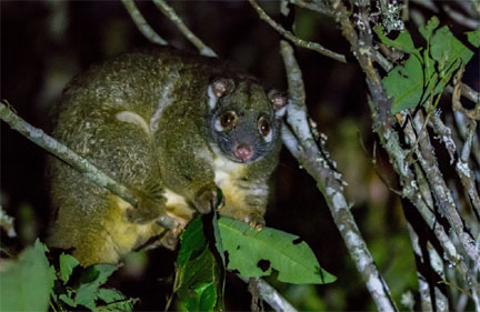 Green ringtail possum