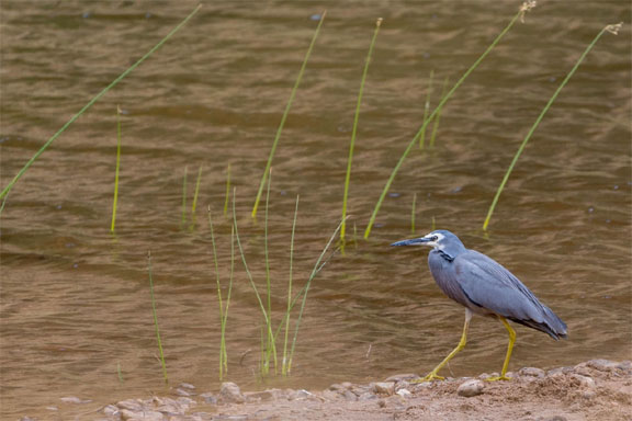 White Faces Heron