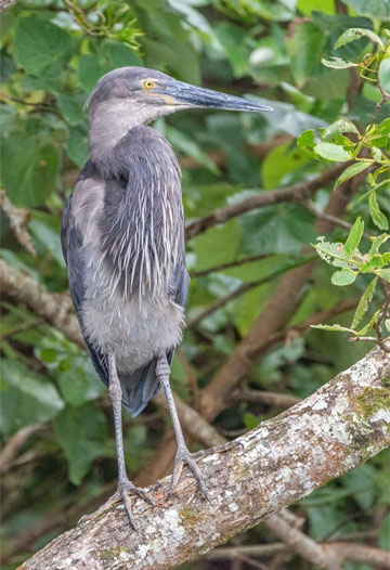 Great billed heron