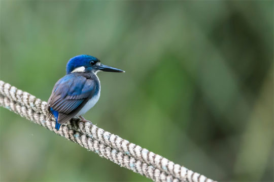 Little Kingfisher