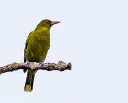 Green Oriole