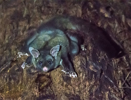 Yellow-bellied glider