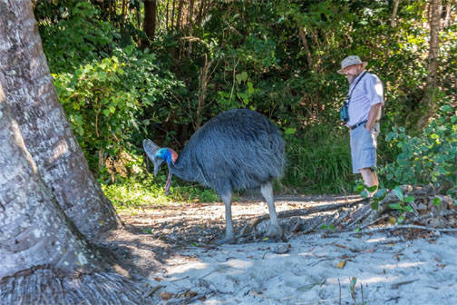cassowary
