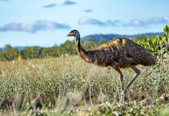 Emu