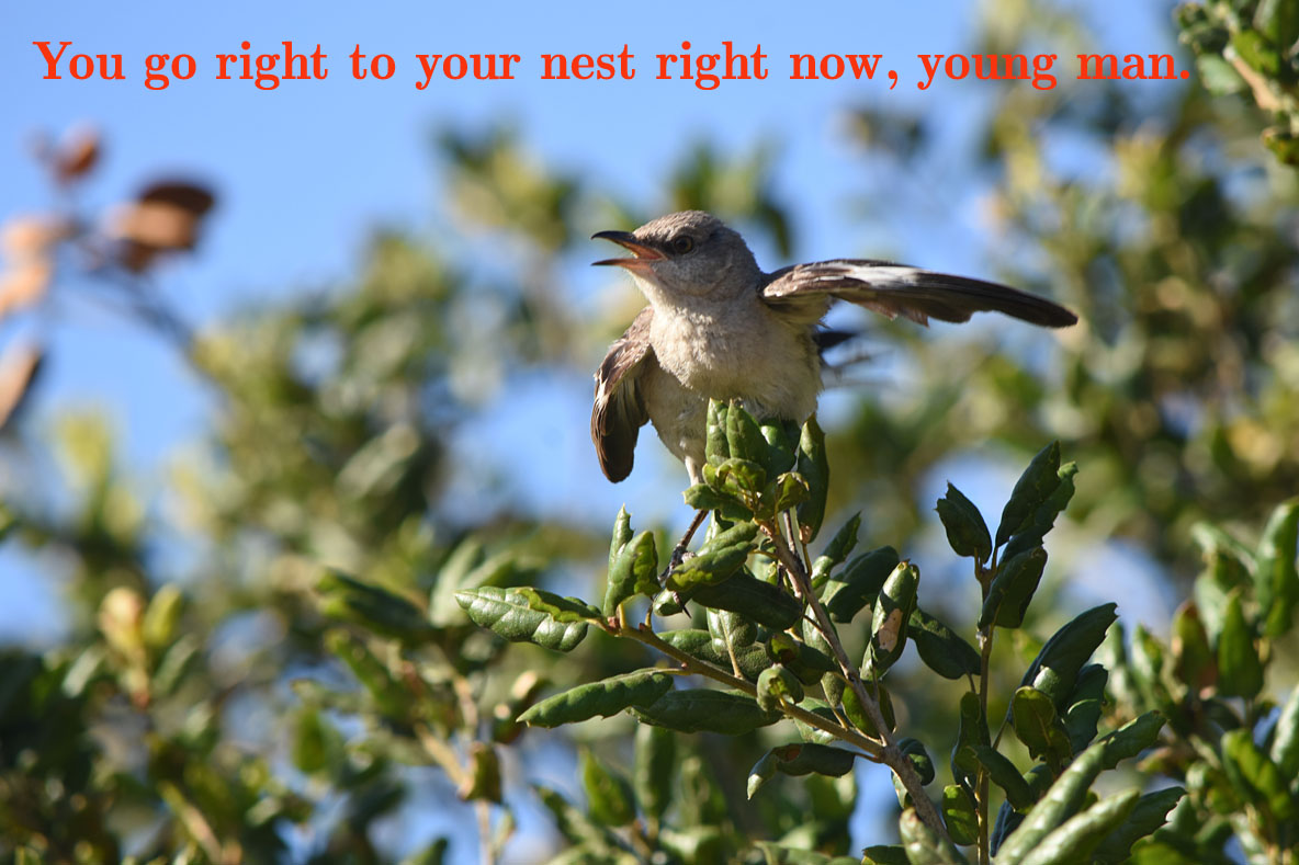 Mockingbird Scold 2