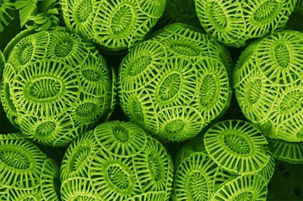 coccolithophores
